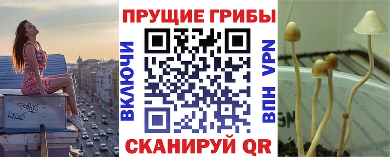 Галлюциногенные грибы Psilocybine cubensis Бодайбо